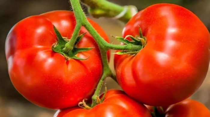 টমেটো খাওয়ার সঙ্গে ফ্যাটি লিভার কমার ইঙ্গিত