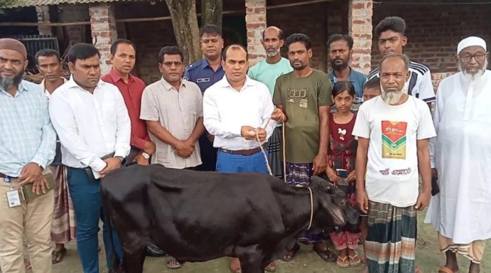 প্রতিমন্ত্রীর গাড়ির ধাক্কায় নিহত ফিরোজার পরিবার পেল গাভী